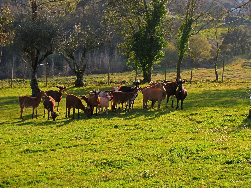 Quinta Do Cerquito Villa Ferreira do Zezere Exterior photo
